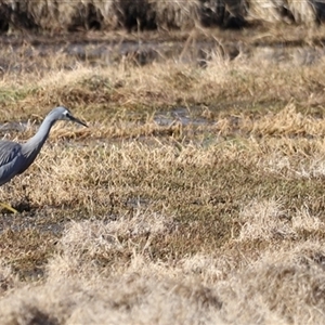 Egretta novaehollandiae at Fyshwick, ACT - 6 Oct 2024 08:27 AM