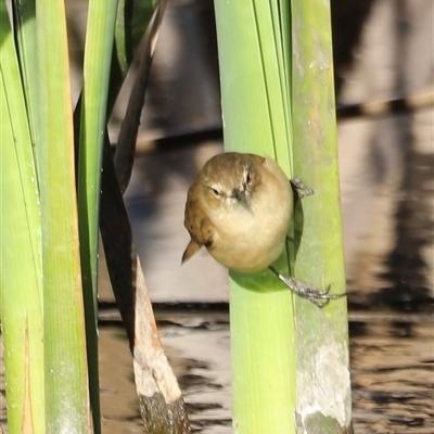 Acrocephalus australis (Australian Reed-Warbler) at Fyshwick, ACT - 6 Oct 2024 by JimL