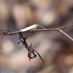 Orescoa orites at Chiltern, VIC - 6 Oct 2024 by KylieWaldon