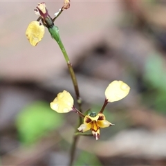 Diuris pardina (Leopard Doubletail) at Chiltern, VIC - 5 Oct 2024 by KylieWaldon