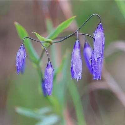 Stypandra glauca (Nodding Blue Lily) at Chiltern, VIC - 6 Oct 2024 by KylieWaldon