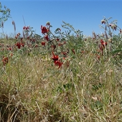 Unverified Other Wildflower or Herb at Roebourne, WA - 7 Sep 2024 by Paul4K
