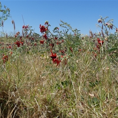 Unverified Other Wildflower or Herb at Roebourne, WA - 7 Sep 2024 by Paul4K