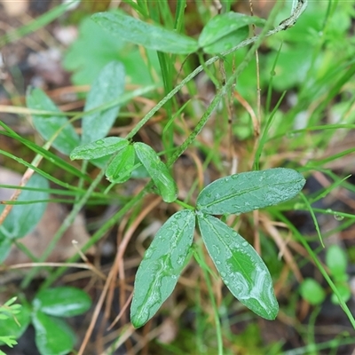 Glycine clandestina (Twining Glycine) at Chiltern, VIC - 5 Oct 2024 by KylieWaldon