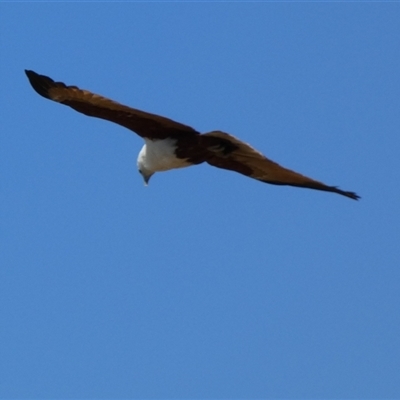 Haliastur indus (Brahminy Kite) at Bulgarra, WA - 7 Sep 2024 by Paul4K