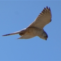 Falco cenchroides (Nankeen Kestrel) at Bulgarra, WA - 7 Sep 2024 by Paul4K