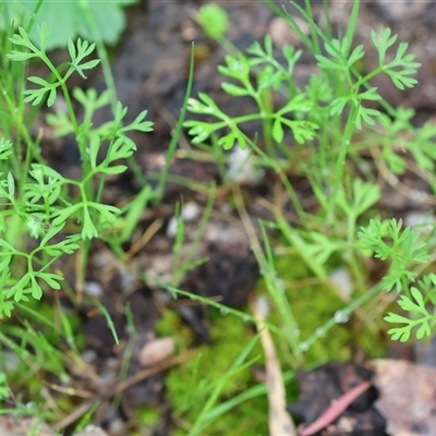 Daucus glochidiatus (Australian Carrot) at Chiltern, VIC - 6 Oct 2024 by KylieWaldon