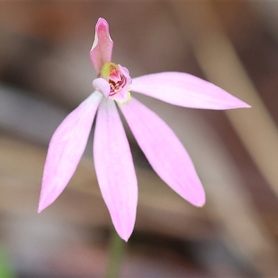Caladenia carnea (Pink Fingers) at Chiltern, VIC - 6 Oct 2024 by KylieWaldon