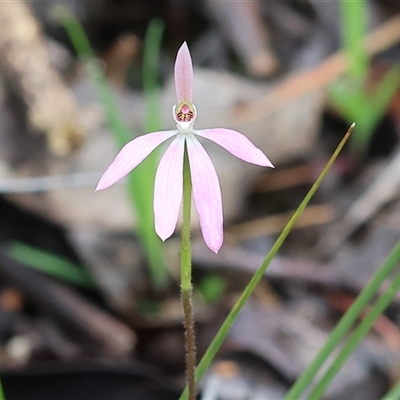 Caladenia carnea (Pink Fingers) at Chiltern, VIC - 5 Oct 2024 by KylieWaldon