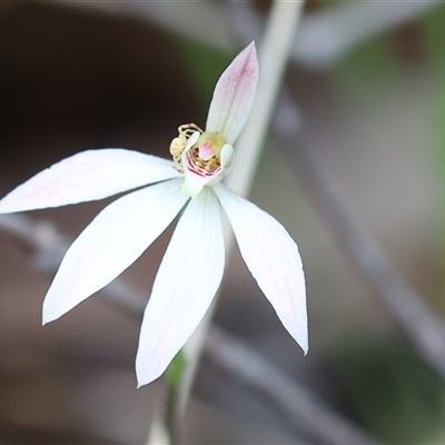 Caladenia carnea (Pink Fingers) at Beechworth, VIC - 5 Oct 2024 by KylieWaldon