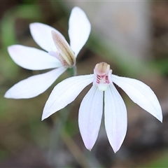 Caladenia carnea (Pink Fingers) at Chiltern, VIC - 5 Oct 2024 by KylieWaldon