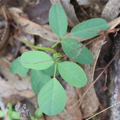 Indigofera australis subsp. australis (Australian Indigo) at Chiltern, VIC - 5 Oct 2024 by KylieWaldon