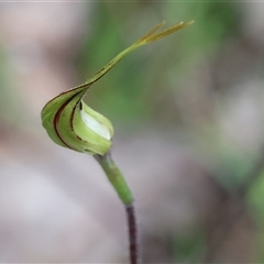 Caladenia tentaculata (Fringed Spider Orchid) at Chiltern, VIC - 6 Oct 2024 by KylieWaldon