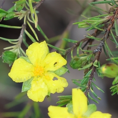 Hibbertia riparia (Erect Guinea-flower) at Beechworth, VIC - 6 Oct 2024 by KylieWaldon