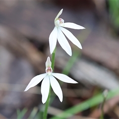 Caladenia carnea (Pink Fingers) at Beechworth, VIC - 5 Oct 2024 by KylieWaldon