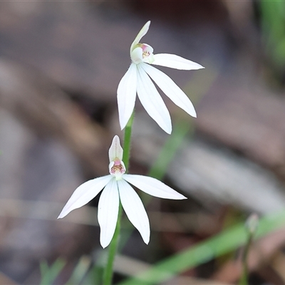 Caladenia carnea (Pink Fingers) at Beechworth, VIC - 5 Oct 2024 by KylieWaldon