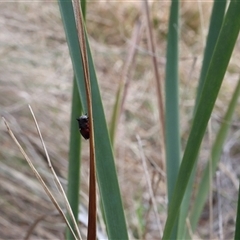 Unidentified Beetle (Coleoptera) at Lyons, ACT - 6 Oct 2024 by ran452