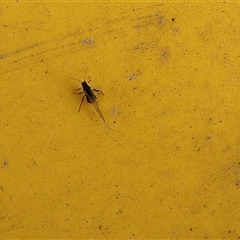 Aphididae (family) (Unidentified aphid) at Lyons, ACT - 6 Oct 2024 by ran452