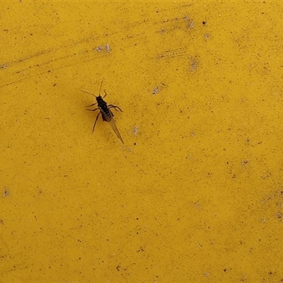 Aphididae (family) (Unidentified aphid) at Lyons, ACT - 6 Oct 2024 by ran452