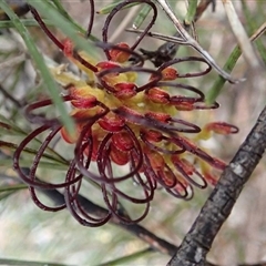 Grevillea calliantha (Foote’s Grevillea, Black Magic Grevillea) by MichaelBedingfield