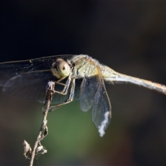 Diplacodes bipunctata (Wandering Percher) at Strathnairn, ACT - 8 Jan 2023 by KorinneM