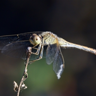 Diplacodes bipunctata (Wandering Percher) at Strathnairn, ACT - 8 Jan 2023 by KorinneM