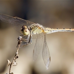 Diplacodes bipunctata at Strathnairn, ACT - 8 Jan 2023