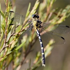 Hemigomphus heteroclytus (Stout Vicetail) at Strathnairn, ACT - 8 Jan 2023 by KorinneM