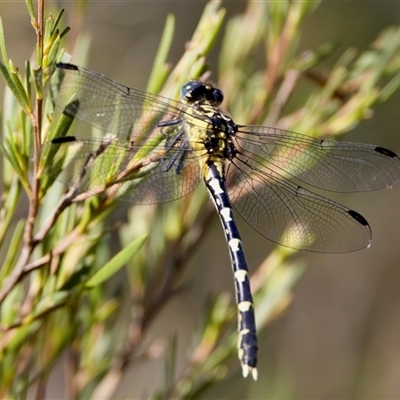 Hemigomphus heteroclytus (Stout Vicetail) at Strathnairn, ACT - 8 Jan 2023 by KorinneM