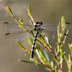 Hemigomphus heteroclytus at Strathnairn, ACT - 8 Jan 2023