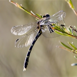 Hemigomphus heteroclytus at Strathnairn, ACT - 8 Jan 2023