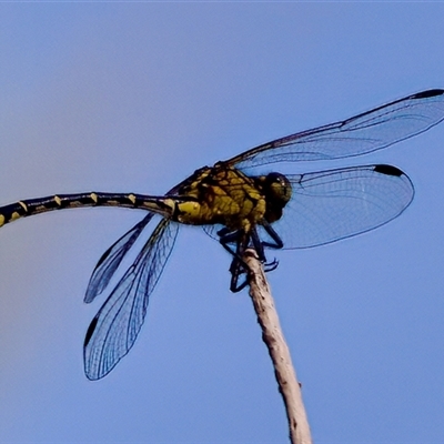 Austrogomphus ochraceus (Jade Hunter) at Strathnairn, ACT - 8 Jan 2023 by KorinneM