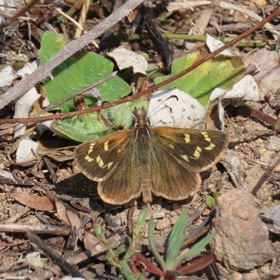 Herimosa albovenata (White-veined Sand-skipper) at Theodore, ACT - 9 Sep 2024 by owenh