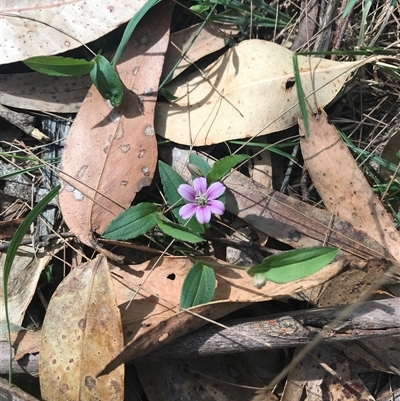 Schelhammera undulata (Lilac Lily) at Murrah, NSW - 7 Oct 2024 by ludomcferran