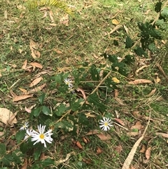 Olearia tomentosa (Toothed Daisy Bush) at Murrah, NSW - 7 Oct 2024 by ludomcferran