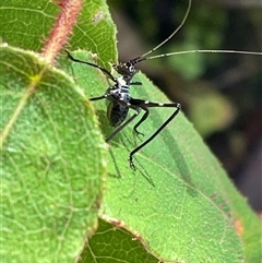 Phaneropterinae (subfamily) (Leaf Katydid, Bush Katydid) at Bagotville, NSW - 5 Oct 2024 by Bagotville