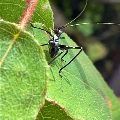 Phaneropterinae (subfamily) (Leaf Katydid, Bush Katydid) at Bagotville, NSW - 5 Oct 2024 by Bagotville