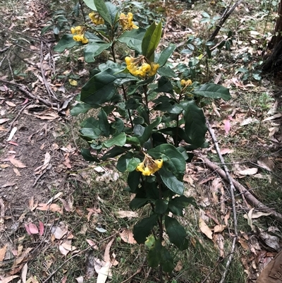 Pittosporum revolutum (Large-fruited Pittosporum) at Murrah, NSW - 7 Oct 2024 by ludomcferran