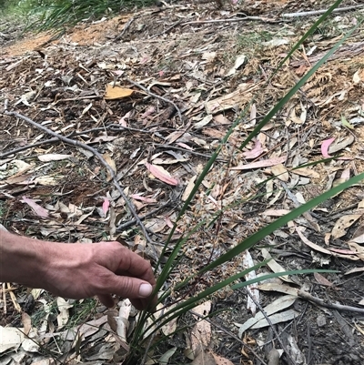 Lomandra multiflora (Many-flowered Matrush) at Murrah, NSW - 7 Oct 2024 by ludomcferran