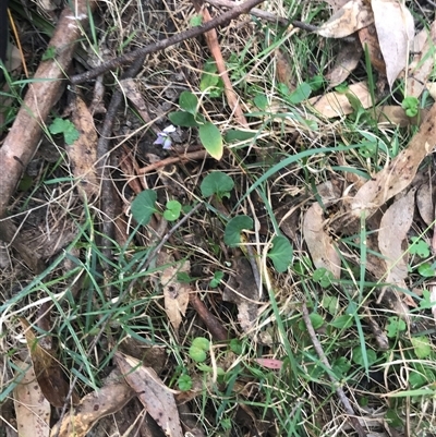 Viola sp. (Violet) at Murrah, NSW - 7 Oct 2024 by ludomcferran