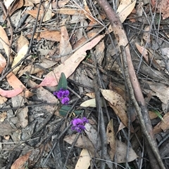 Hardenbergia violacea (False Sarsaparilla) at Murrah, NSW - 6 Oct 2024 by ludomcferran