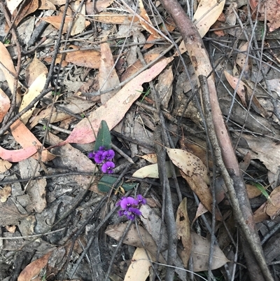 Hardenbergia violacea (False Sarsaparilla) at Murrah, NSW - 6 Oct 2024 by ludomcferran