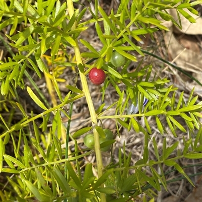 Asparagus aethiopicus (Ground Asparagus) at Mogareeka, NSW - 7 Oct 2024 by SteveBorkowskis