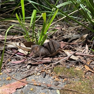 Antechinus mimetes mimetes at Paddys River, ACT - 7 Oct 2024