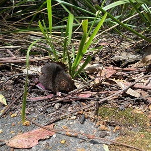 Antechinus mimetes mimetes at Paddys River, ACT - 7 Oct 2024