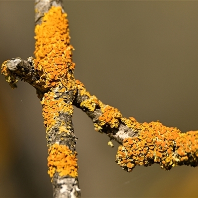 Unverified Lichen, Moss or other Bryophyte at Melba, ACT - 7 Oct 2024 by Thurstan