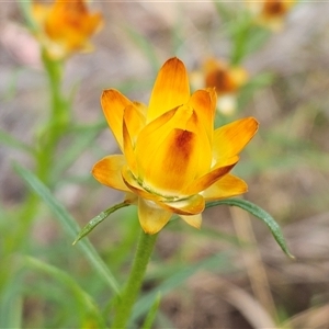 Xerochrysum viscosum at Hawker, ACT - 5 Oct 2024