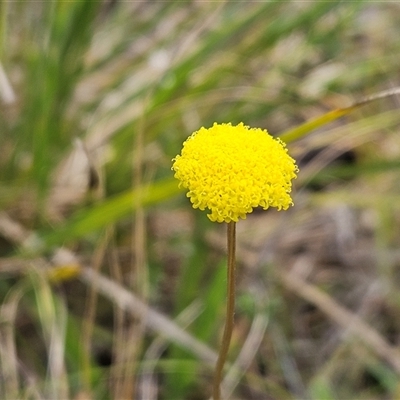 Craspedia variabilis (Common Billy Buttons) at Hawker, ACT - 5 Oct 2024 by sangio7