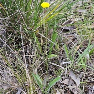 Craspedia variabilis at Hawker, ACT - suppressed