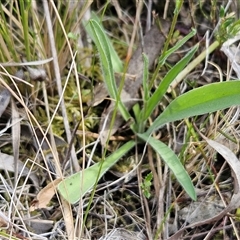 Craspedia variabilis at Hawker, ACT - suppressed